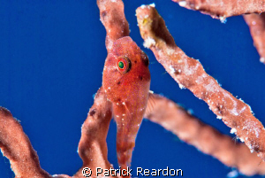 Red Clingfish on gorgonian. by Patrick Reardon 
